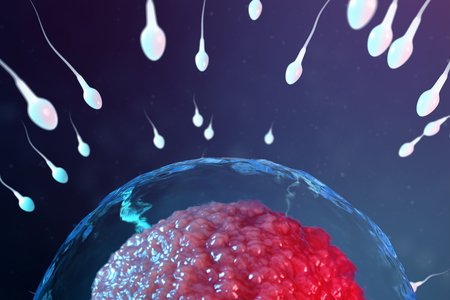 3D illustration sperm and egg cell, ovum. Sperm approaching egg cell. Native and natural fertilization. Conception the beginning of a new life. Ovum with red core under the microscope, movement spermの写真素材
