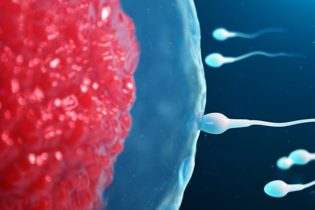 3D illustration sperm and egg cell, ovum. Sperm approaching egg cell. Native and natural...