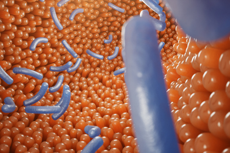 Intestinal villi, mucosa intestinal. Bacteria and microbes in intestines. Microscopic villi and...