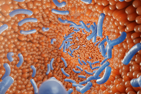 Intestinal villi, mucosa intestinal. Bacteria and microbes in intestines. Microscopic villi and capillary. Human intestine, chronic disease. Hepatitis viruses, influenza, cell infections, 3D Renderingの写真素材