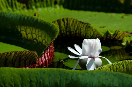 Victoria regia - The giant water liliy close-upの写真素材