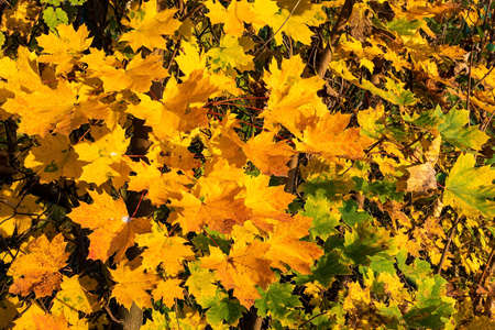 Branches laden with bright yellow speckled autumn maple leaves. Gold color dominatesの写真素材