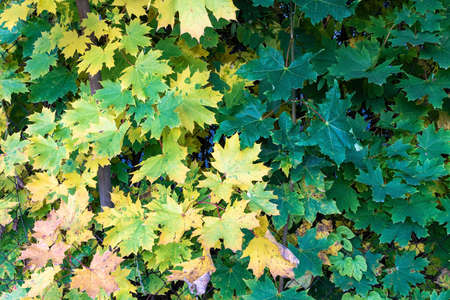 background of yellow and green maple leaves from the autumn seasonmaple and green leaves in early autumnの写真素材