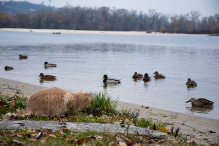 The cat hunts the duckの写真素材