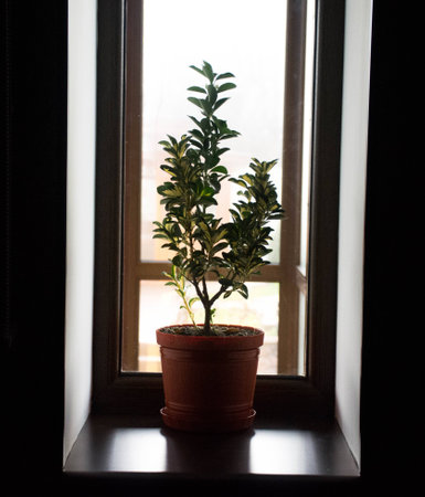 Flower standing on the windowsillの写真素材