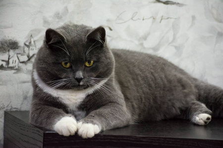 Gray sad cat looks at the cameraの写真素材
