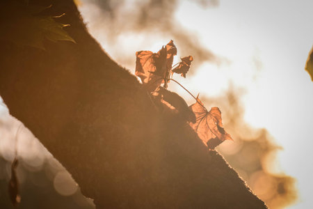 Autumn leaf on a treeの写真素材