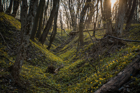 Forest hills and yellow flowersの写真素材