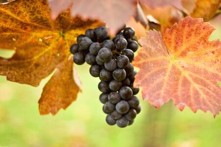 Bunch of grapes on the vineの写真素材