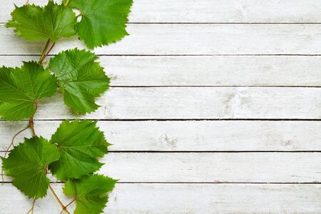 Vine leaves on a white wooden backgroundの写真素材