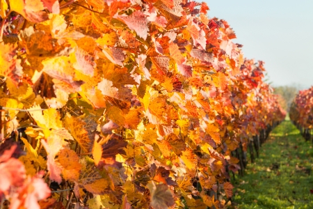 Autumn vineyards with colorful falling leavesの写真素材
