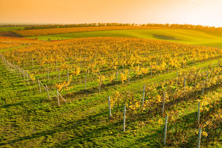 Evening view of the vineyards at sunsetの写真素材
