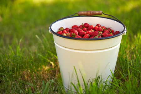 A bucket full of fresh strawberries in the grassの写真素材