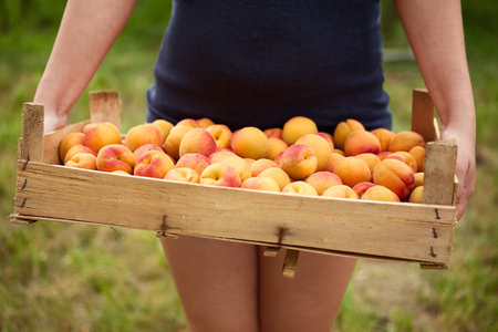 Female hands holding a wooden box full of apricots in the gardenの写真素材