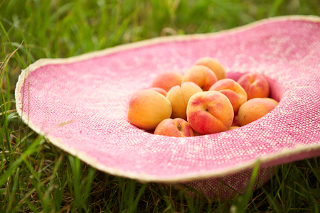 Several ripe apricots in a hat lying in the grassの写真素材