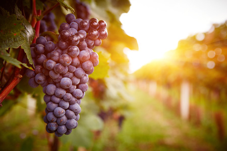 Vineyards at sunset in autumn harvest. Ripe grapes in fall. Toned