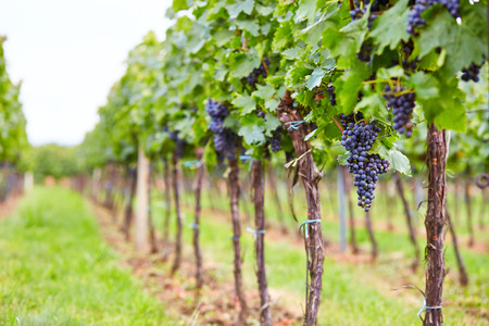 Branch of blue grapes on vine in vineyardの写真素材
