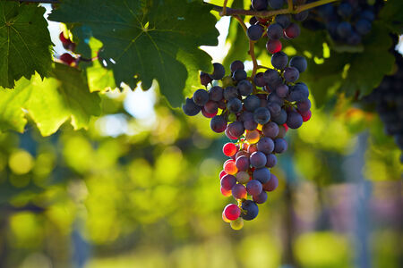 Branch of blue grapes on vine in vineyard, very shallow focus