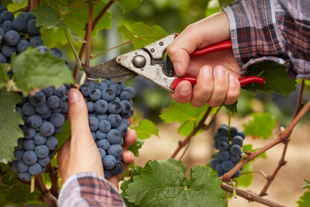 Farmers hands with garden secateurs and freshly blue grapes at harvestの写真素材