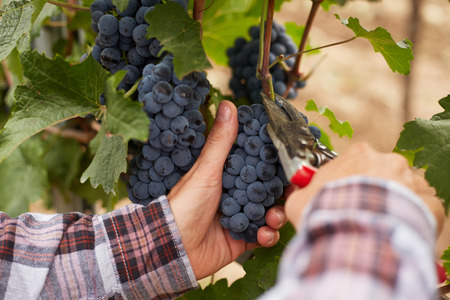 Male hands with garden secateurs and freshly blue grapes at harvestの写真素材