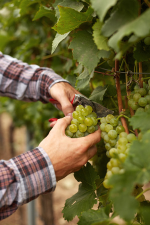 Male hands with garden secateurs and freshly white wine grapes at harvestの写真素材