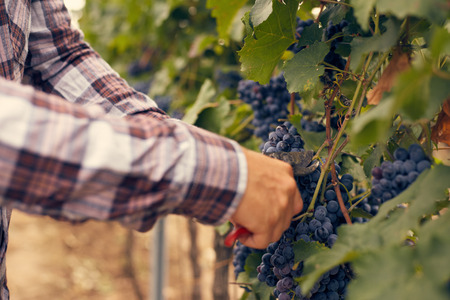 Male hands with garden secateurs and freshly blue grapes at harvest, toned