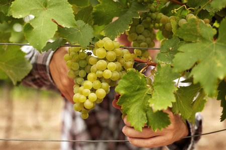 Farmers hands holding secateurs and with freshly harvested white grapes