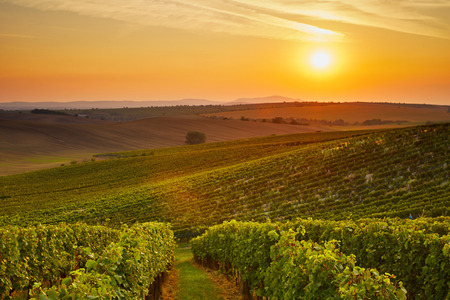 Vineyard at sunset with lens flare. Tonedの写真素材