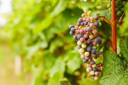 Bunch of unripe wine grapes in vineyard