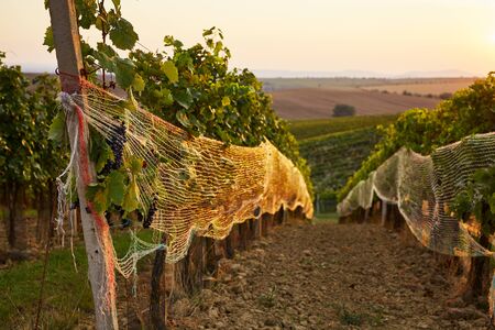 Rows of vineyard with protective nets. Toned at sunsetの写真素材