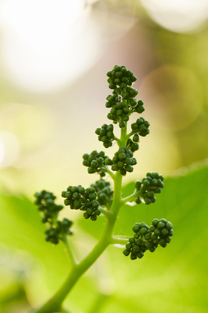 Close up of branch of unripe grapeの写真素材