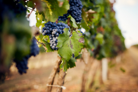 Branch of red wine grapes in vineyardの写真素材