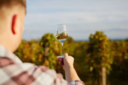 Man holding glass of white wine on vineyardの写真素材