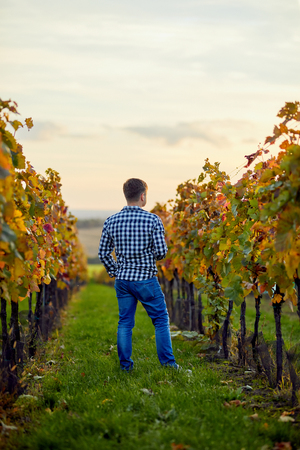Man standing in autumn vineyard at sunset. Looking from behind.の写真素材