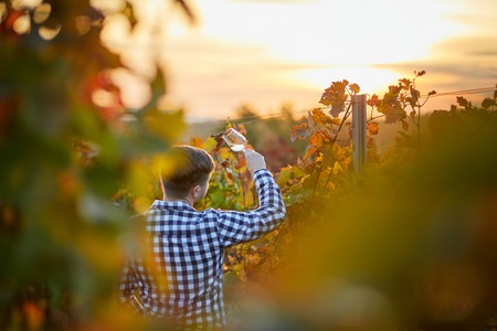 Rear view of a man in an autumn vineyard, with a glass of white wine at sunset.の写真素材