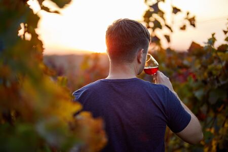 Man tasting red wine in a vineyard at sunset. Looking from behind.の写真素材