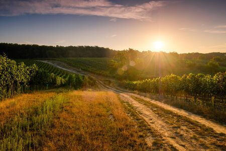 Beautiful scenic vineyards at sunset, Czech republicの写真素材