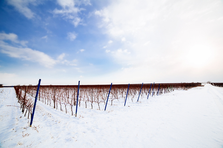 Winter vineyards in southern Moravia, Czech Republicの写真素材