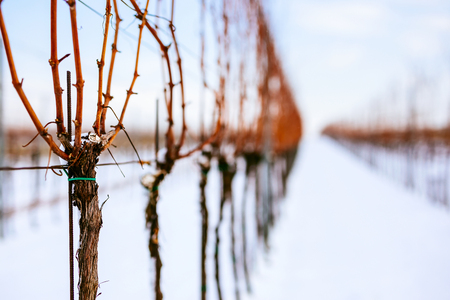Close up view of a strain of grapevine in a snowy vineyardの写真素材