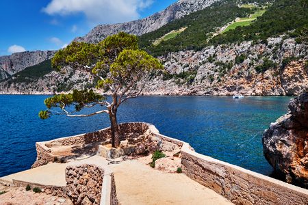Pine tree in a bay in the village Sveta Nedjelja on the island of Hvar, Croatiaの写真素材