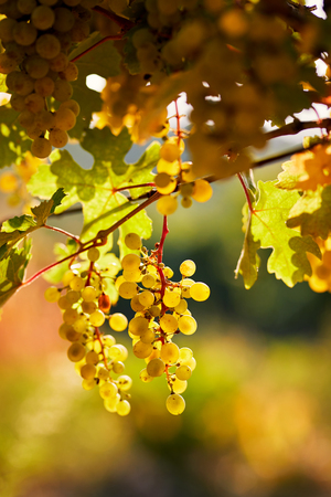 Yellow grapes on grapevine on a sunny day. Vineyard before harvestの写真素材