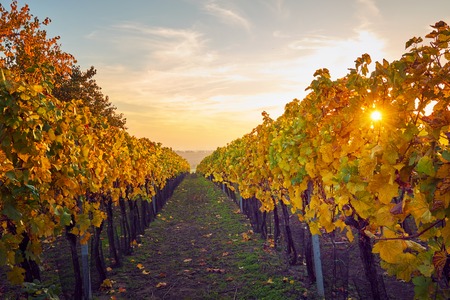 Colorful vineyard with sunbeams in autumnの写真素材