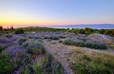 Lavender field on Hvar island at sunset, Croatiaの写真素材