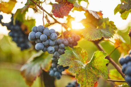 Blue grapes in sunshine on autumn vineyardの写真素材