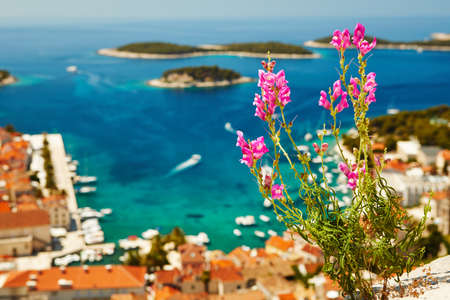 Flower over the harbor in Hvar town, Croatia.の写真素材