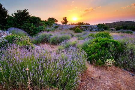 Lavender field on Hvar island at sunset, Croatiaの写真素材