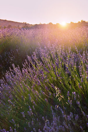 Beautiful lavender fields at summer sunset on the island of Hvarの写真素材