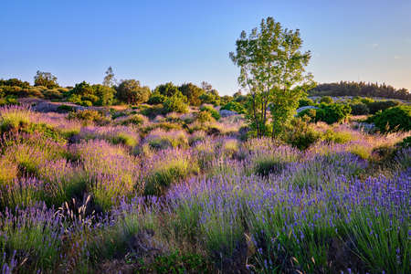 Lavender field on Hvar island at sunny day, Croatiaの写真素材