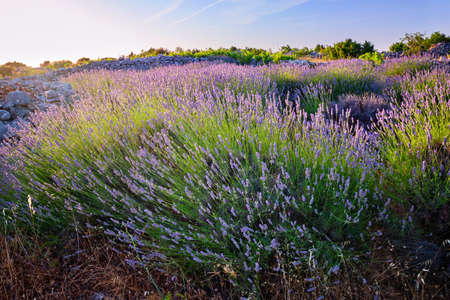 Lavender field on Hvar island in sunshine, Croatiaの写真素材