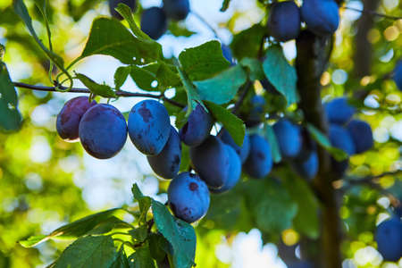 A branch with ripe plums on a sunny dayの写真素材